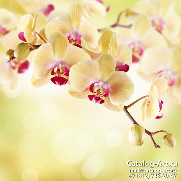 Yellow orchids 15